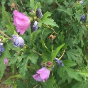 Meet your Posher, Patti